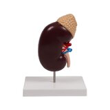 Neerumudel, kaks korda elusuuruses