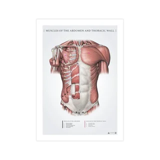 Kõhu- ja pindmised rinnalihased - anatoomiaposter 50x70mm