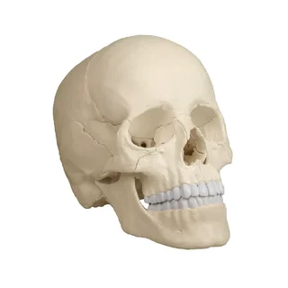 Osteopaatiline kolju mudel, 22 osa, anatoomiline versioon