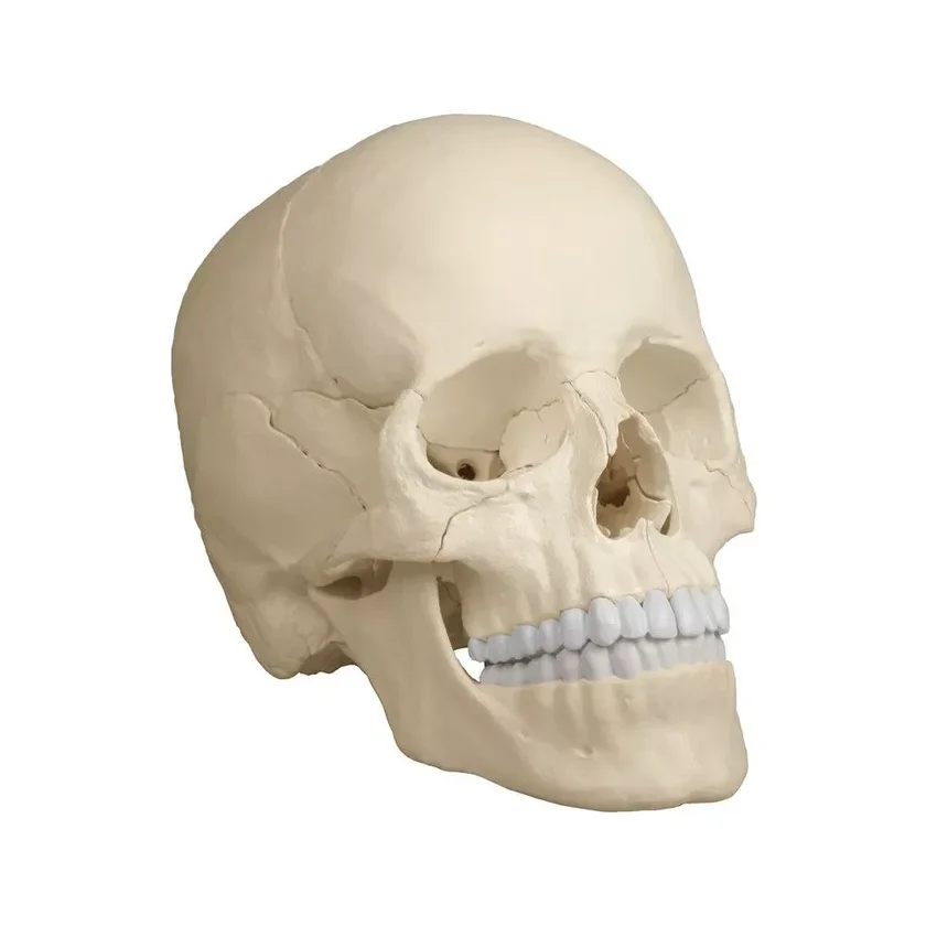 Osteopaatiline kolju mudel, 22 osa, anatoomiline versioon