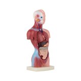 Mini torso 15 osast