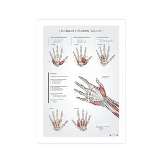 Käe lihaste anatoomia plakat 50x70mm