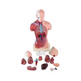 Mini torso 15 osast