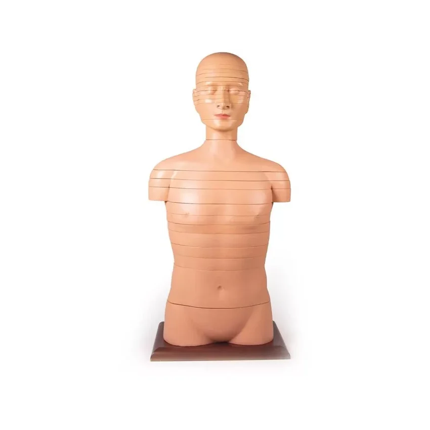 Ketta torso elusuuruses