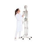 Didaktiline inimese skeleti mudel