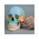 Osteopaatiline kolju mudel, 22 osa, didaktiline versioon