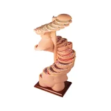Ketta torso elusuuruses