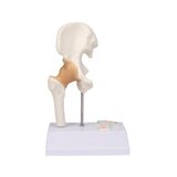 Miniatuurne puusaliiges ristlõikega