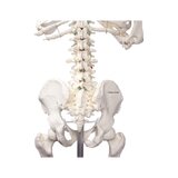 Didaktiline inimese skeleti mudel
