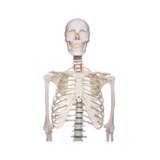 Didaktiline inimese skeleti mudel