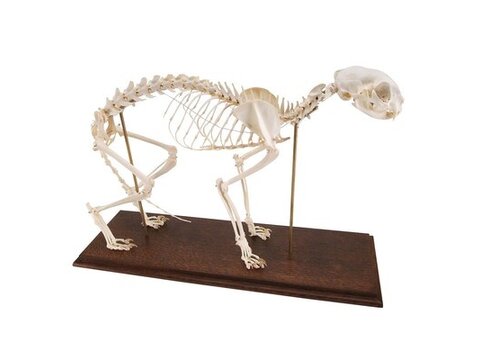 Veterinaarmudelid on päris