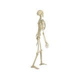 Anatoomiliselt täiuslik skeletimudel - Premium