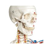 Skelettimudel liikuva selgroo, seljaajunärvide, sidemete jne.