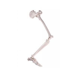 Vasaku jala ja puusaluu skeletimudel