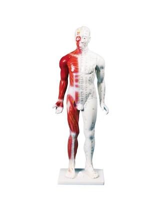 Hiina nõelravifiguur, mees, 80 cm