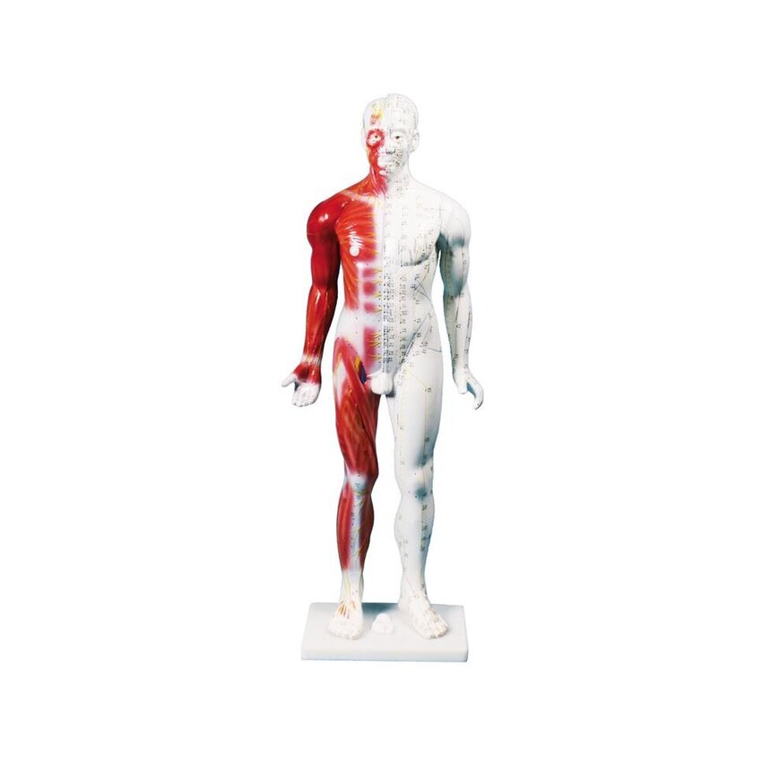 Hiina nõelravifiguur, mees, 80 cm