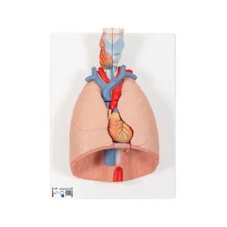 7-osaline kopsumudel