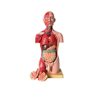 Torso, mõlemast soost, anatoomiline mudel 15-osaline, 43 cm