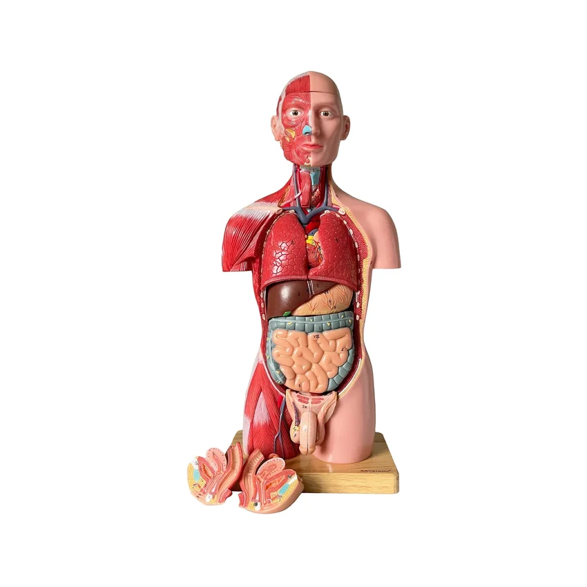 Torso, mõlemast soost, anatoomiline mudel 15-osaline, 43 cm