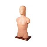 Ketta torso elusuuruses