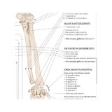 Lihas-skeleti süsteemi anatoomia rootsi ja ladina keeles