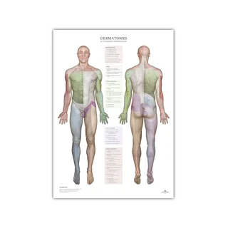 Dermatoomid ja naha innervatsioonipiirkonnad - poster 50x70 cm