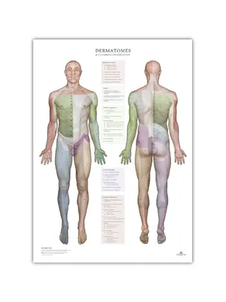Dermatoomid ja naha innervatsioonipiirkonnad - poster 50x70 cm