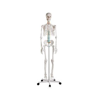 Didaktiline inimese skeleti mudel