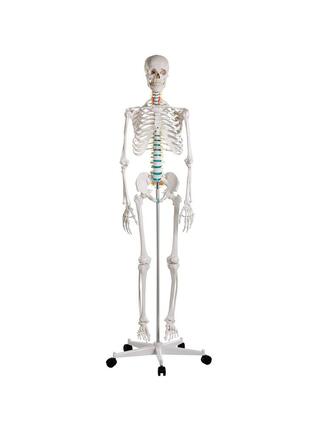 Didaktiline inimese skeleti mudel
