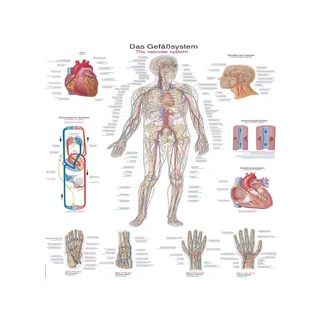 Veresoonkonna plakat, 50x70 cm