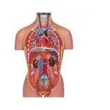 Miniatuurne torso, 16-osaline, kahesooline
