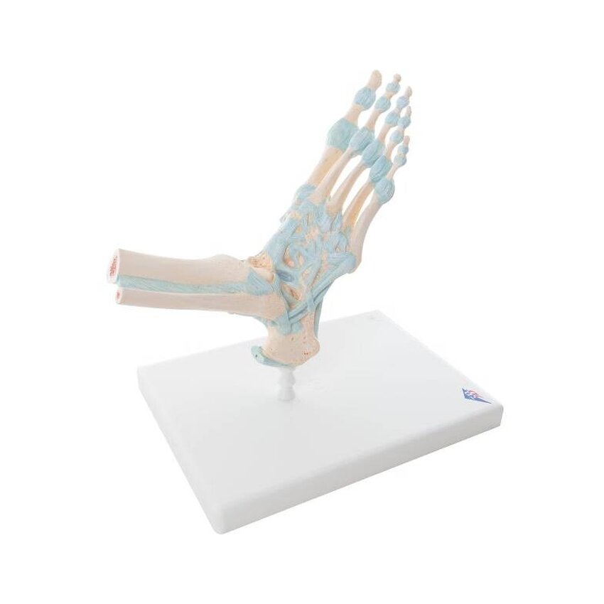 Jala skelett koos sidemetega