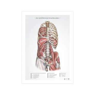 Anatoomiaposter - iliopsoas ja diafragma