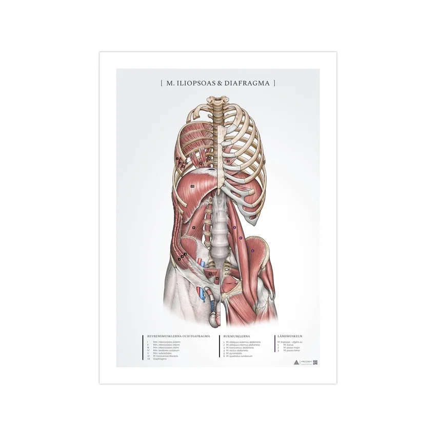 Anatoomiaposter - iliopsoas ja diafragma