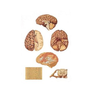 Kesknärvisüsteem 84x200 cm - Poster