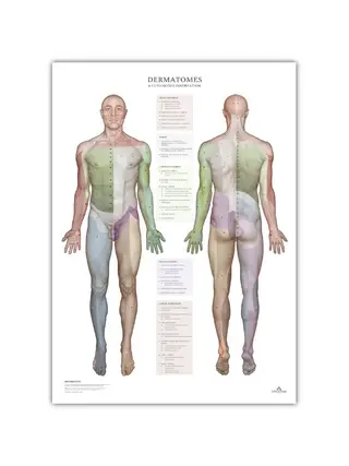 Dermatoomid ja naha innervatsioonipiirkonnad