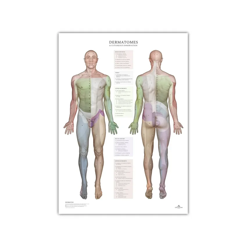 Dermatoomid ja naha innervatsioonipiirkonnad