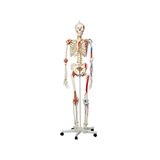 Skelettimudel liikuva selgroo, seljaajunärvide, sidemete jne.