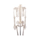 Didaktiline inimese skeleti mudel