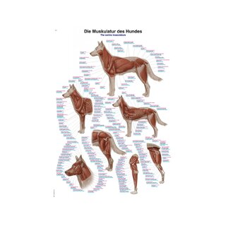 Koera lihaskond 70x100 cm plakat