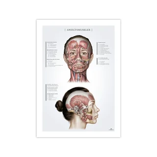 Naiste näolihased, anatoomiaposter 50x70mm