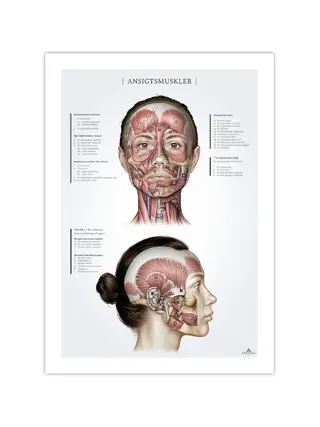 Naiste näolihased, anatoomiaposter 50x70mm