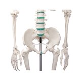Didaktiline inimese skeleti mudel