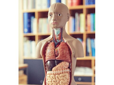 Torso organi nukud