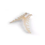 Rinnaku anatoomia