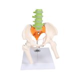 Miniatuurne selg, didaktiline