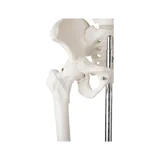 85 cm pikkune detailne skelettmudel
