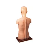Ketta torso elusuuruses
