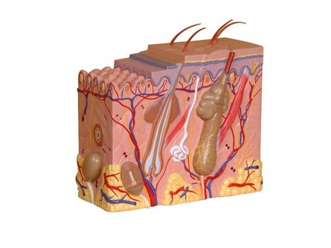 Naha anatoomia