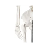 85 cm pikkune detailne skelettmudel